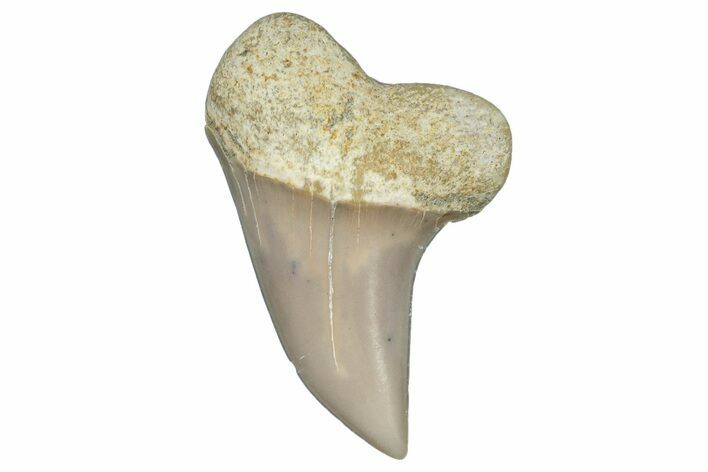 Fossil Shark Tooth (Carcharodon planus) - Bakersfield, CA #306778